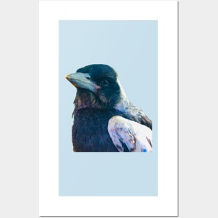 Bub! Rescued Australian Juvenile Magpie. Posters and Art